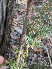 Leucopogon pimeleoides