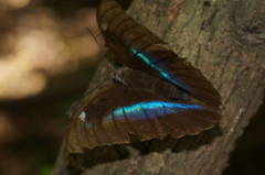 Archaeoprepona demophon