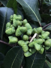 Zanthoxylum quinduense