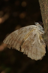 Archaeoprepona demophon