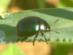 Leptinotarsa haldemani