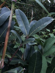 Zanthoxylum quinduense