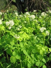 Thalictrum baicalense