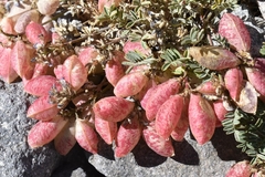 Astragalus arnottianus