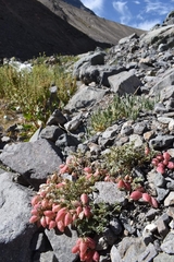 Astragalus arnottianus
