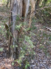 Leucopogon pimeleoides