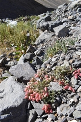 Astragalus arnottianus