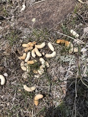 Centrocercus urophasianus