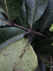 Zanthoxylum quinduense