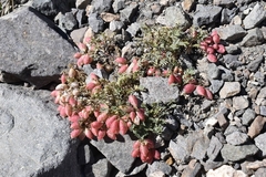 Astragalus arnottianus