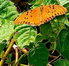 Dione vanillae