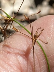 Trachystylis stradbrokensis