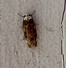Endrosis sarcitrella