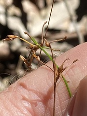 Trachystylis stradbrokensis