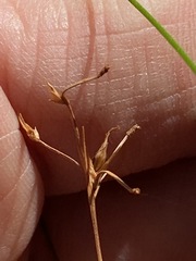 Trachystylis stradbrokensis