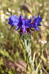 Centaurea depressa