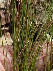 Trachystylis stradbrokensis