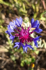 Centaurea depressa
