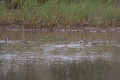 Calidris fuscicollis