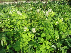 Thalictrum baicalense