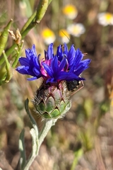 Centaurea depressa