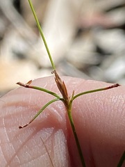 Trachystylis stradbrokensis