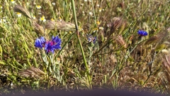 Centaurea depressa