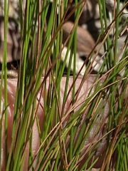 Trachystylis stradbrokensis