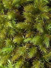 Pyrrhobryum paramattense