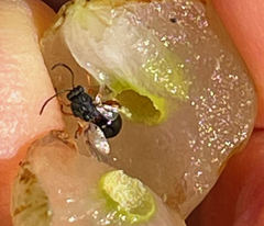 Amphibolips quercusracemaria