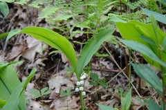 Convallaria pseudomajalis