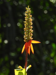 Aechmea mertensii