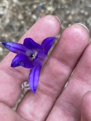 Brodiaea elegans