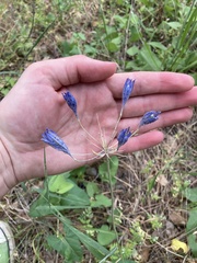 Brodiaea elegans