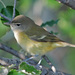 Vireos, Shrike-Babblers, and Erpornis - Photo (c) Jerry Oldenettel, some rights reserved (CC BY-NC-SA)
