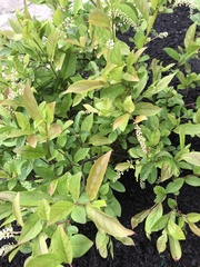 Itea