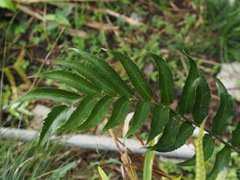 Cyrtomium devexiscapulae