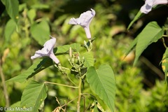 Ipomoea carnea fistulosa