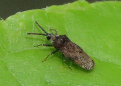 Leptoypha mutica