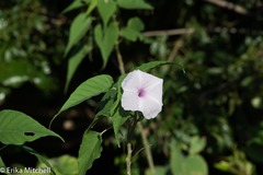 Ipomoea carnea fistulosa
