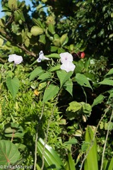 Ipomoea carnea fistulosa