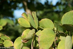 Bauhinia aculeata