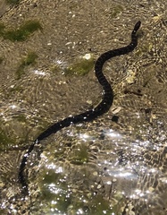 Nerodia sipedon williamengelsi