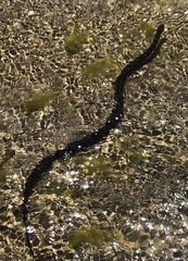 Nerodia sipedon williamengelsi