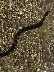 Nerodia sipedon williamengelsi