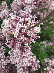Syringa