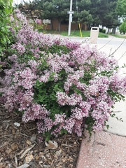 Syringa