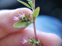 Lythrum tribracteatum