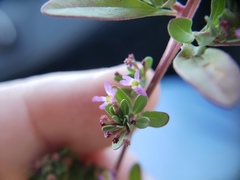 Lythrum tribracteatum