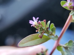 Lythrum tribracteatum